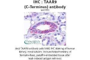 Image no. 1 for anti-Trace Amine Associated Receptor 9 (TAAR9) (C-Term) antibody (ABIN1739870) (TAAR9 抗体  (C-Term))