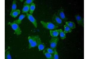 Detection of NT5C3 in Human Hela Cell using Polyclonal Antibody to 5'-Nucleotidase, Cytosolic III (NT5C3) (NT5C3 抗体  (AA 52-336))