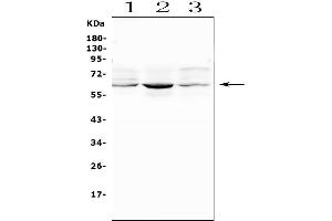 Western blot analysis of SMOX using anti-SMOX antibody (ABIN7601652). (SMOX 抗体  (AA 40-555))