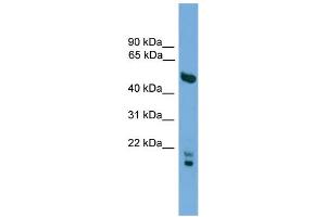WB Suggested Anti-OMG Antibody Titration:  0. (OMG 抗体  (N-Term))
