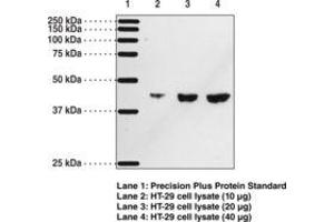 Image no. 1 for anti-Prostaglandin D2 Receptor (PTGDR) antibody (ABIN2451688) (PTGDR 抗体)