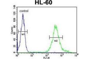 Flow cytometric analysis of HL-60 cells using METT11D1 Antibody (N-term) Cat. (METTL17 抗体  (N-Term))