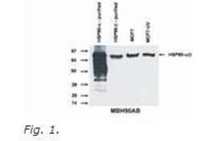 Western Blotting (WB) image for anti-Heat Shock Protein 90kDa alpha (Cytosolic), Class A Member 1 (HSP90AA1) (N-Term) antibody (ABIN614807)