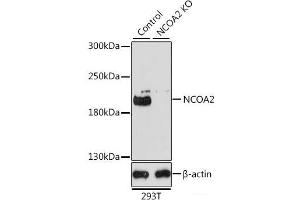 Western blot analysis of extracts from normal (control) and NCOA2 knockout (KO) 293T cells using NCOA2 Polyclonal Antibody at dilution of 1:1000. (NCOA2 抗体)