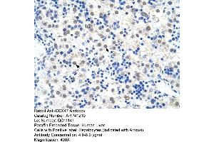 Rabbit Anti-DDX47 Antibody  Paraffin Embedded Tissue: Human Liver Cellular Data: Hepatocytes Antibody Concentration: 4. (DDX47 抗体  (C-Term))
