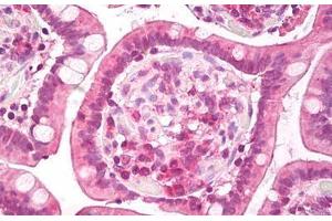 Anti-c-Met antibody IHC staining of human small intestine. (c-MET 抗体  (AA 1316-1365))
