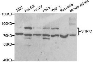 Western blot analysis of extracts of various cell lines, using SRPK1 antibody. (SRPK1 抗体)