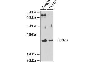 Western blot analysis of extracts of various cell lines, using SCN2B antibody (ABIN6130716, ABIN6147437, ABIN6147438 and ABIN6223657) at 1:1000 dilution. (SCN2B 抗体  (AA 30-160))