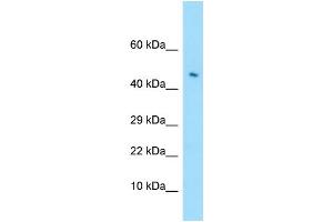 WB Suggested Anti-LILRA4 Antibody Titration: 1.