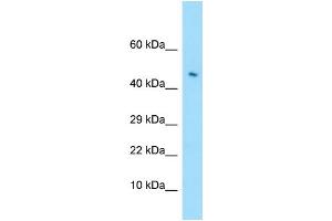 WB Suggested Anti-LILRA4 Antibody Titration: 1. (LILRA4 抗体  (C-Term))