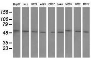 Image no. 2 for anti-Butyrophilin, Subfamily 1, Member A1 (BTN1A1) antibody (ABIN1496992) (BTN1A1 抗体)