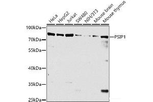 Western blot analysis of extracts of various cell lines using PSIP1 Polyclonal Antibody at dilution of 1:1000. (PSIP1 抗体)