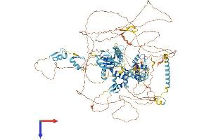 ADNP Homeobox 2 (ADNP2) (AA 1-1165) protein (His tag)