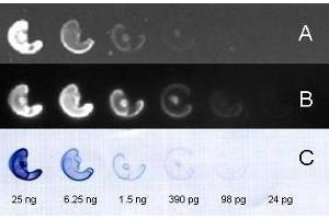 Dot Blot (DB) image for Goat anti-Rabbit IgG (Heavy & Light Chain) antibody (FITC) - Preadsorbed (ABIN101988)