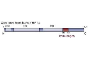 Image no. 3 for anti-Hypoxia Inducible Factor 1, alpha Subunit (Basic Helix-Loop-Helix Transcription Factor) (HIF1A) (AA 610-727) antibody (ABIN968275) (HIF1A 抗体  (AA 610-727))