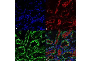 Immunohistochemistry analysis using Mouse Anti-KDEL Monoclonal Antibody, Clone 2C1 (ABIN5650522). (KDEL 抗体  (N-Term) (Biotin))