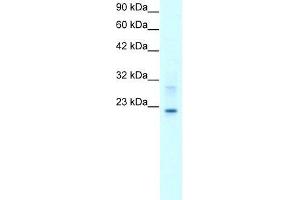 Human HepG2; WB Suggested Anti-CLDN9 Antibody Titration: 2. (Claudin 9 抗体  (C-Term))