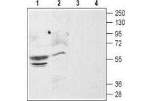 Western blot analysis of rat (lanes 1 and 3) and mouse (lanes 2 and 4) brain membranes: - 1,2. (CXCR4 抗体  (Extracellular, N-Term))