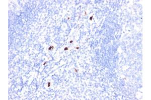 Formalin-fixed, paraffin-embedded human Tonsil stained with Myeloid Specific Monoclonal Antibody (BM-1). (Myeloid Cell Marker (Macrophage / Granulocyte Marker) 抗体)