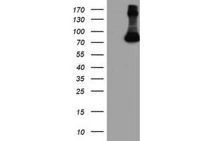 Western Blotting (WB) image for anti-F-Box Protein 21 (FBXO21) antibody (ABIN1498232) (FBXO21 抗体)