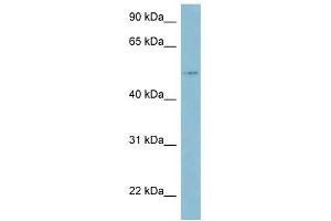 LBP antibody used at 1 ug/ml to detect target protein. (LBP 抗体  (Middle Region))