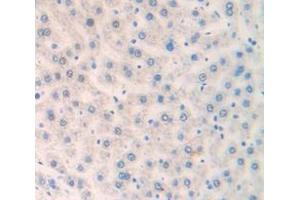 IHC-P analysis of Rat Tissue, with DAB staining. (FRS2 抗体  (AA 268-453))