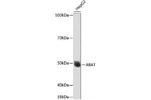 Western blot analysis of extracts of HepG2 cells using ABAT Polyclonal Antibody at dilution of 1:1000. (ABAT 抗体)