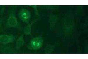 Immunofluorescence (IF) image for anti-Kinesin Family Member 11 (KIF11) (AA 1-1056), (N-Term) antibody (ABIN1449287) (KIF11 抗体  (N-Term))