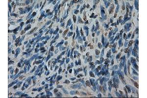 Immunohistochemical staining of paraffin-embedded kidney using anti-AMY2A (ABIN2452539) mouse monoclonal antibody (AMY2A 抗体  (AA 300-511))