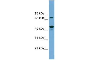 WB Suggested Anti-Zkscan17 Antibody Titration:  0. (ZNF496 抗体  (Middle Region))