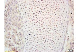 Formalin-fixed and paraffin embedded mouse embryo labeled with Rabbit Anti PIWIL1/Miwi Polyclonal Antibody, Unconjugated (ABIN671631) at 1:200 followed by conjugation to the secondary antibody and DAB staining (PIWIL1 抗体  (AA 551-650))