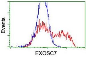 Image no. 14 for anti-Exosome Component 7 (EXOSC7) antibody (ABIN1498140)