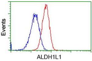 Image no. 3 for anti-Aldehyde Dehydrogenase 1 Family, Member L1 (ALDH1L1) antibody (ABIN1496583) (ALDH1L1 抗体)