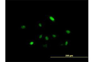 Immunofluorescence of purified MaxPab antibody to ARIH2 on HeLa cell. (ARIH2 抗体  (AA 1-493))