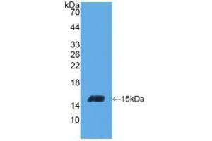 Western blot analysis of recombinant Human INHbC. (INHBC 抗体  (AA 236-352))