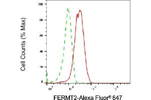 Flow cytometric analysis of FERMT2 expression in HepG2 cells using FERMT2 antibody (ABIN7798593), 1:2,000). (FERMT2 抗体)