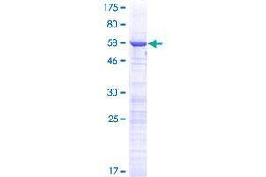 CCDC59 Protein (AA 1-241) (GST tag)