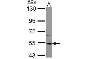 Image no. 2 for anti-Interleukin-1 Receptor-Associated Kinase 4 (IRAK4) (AA 27-288) antibody (ABIN1498897) (IRAK4 抗体  (AA 27-288))