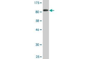 Western Blot detection against Immunogen (81. (TAB1 抗体  (AA 1-504))