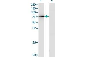 Western Blot analysis of GBP2 expression in transfected 293T cell line by GBP2 monoclonal antibody (M03), clone 2A10. (GBP2 抗体  (AA 1-481))