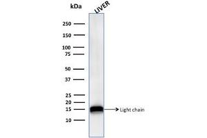 Western Blot Analysis of human Liver tissue lysate using Cathepsin D Mouse Monoclonal Antibody (CTSD/3276). (Cathepsin D 抗体  (AA 104-250))