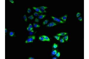 Immunofluorescence (IF) image for anti-Solute Carrier Family 26 (Sulfate Transporter), Member 8 (SLC26A8) (AA 414-595) antibody (ABIN7171798)