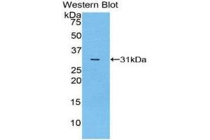 Western Blotting (WB) image for anti-Amyloid beta (A4) Precursor Protein-Binding, Family A, Member 3 (APBA3) (AA 23-278) antibody (ABIN1858035)