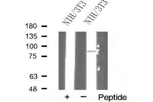Western blot analysis of HSP90A expression in NIH/3T3 cells (HSP90AA1 抗体  (C-Term))