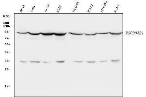 Western blot analysis of HSP90AB1 using anti-HSP90AB1 antibody (ABIN3042462).