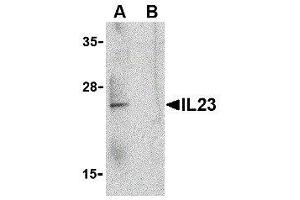 Western Blotting (WB) image for anti-Interleukin 23 (IL23) (C-Term) antibody (ABIN2474990) (IL23 抗体  (C-Term))