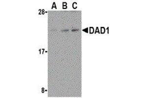 Western Blotting (WB) image for anti-Defender Against Cell Death 1 (DAD1) (C-Term) antibody (ABIN2473225) (DAD1 抗体  (C-Term))