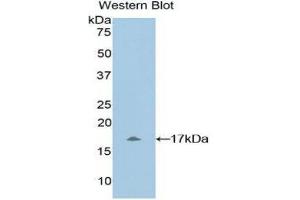 Western Blotting (WB) image for anti-Myosin, Light Chain 1, Alkali, Skeletal, Fast (MYL1) (AA 3-142) antibody (ABIN1859935) (MYL1 抗体  (AA 3-142))