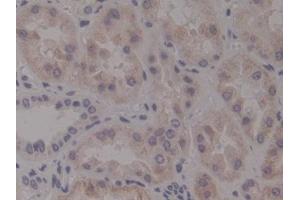 Detection of Ntn4 in Human Kidney Tissue using Polyclonal Antibody to Netrin 4 (Ntn4) (Netrin 4 抗体  (AA 349-592))