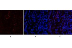 Immunofluorescence analysis of rat lung tissue. (CDK4 抗体  (N-Term))